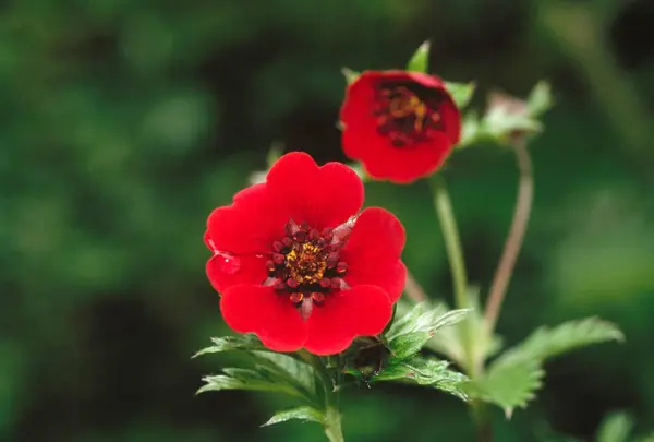 stock image himalayan Red Nepalese Potentilla Cinquefoil Potentilla nepalensis 