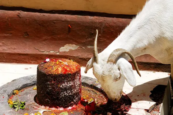 stock image Goat near Shivaling at Ambajogai temple Parbhani district at Beed, Maharashtra, India 