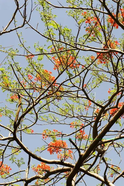 Gulmohar 'un çiçek ağacı, Delonix regia, caesalpiniaceae