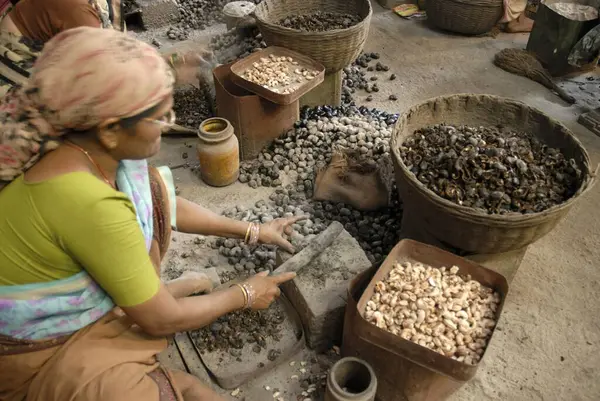 Devgarh, Konkan, Maharashtra, Hindistan 'daki kaju fıstığı fabrikasında kadın işçi.