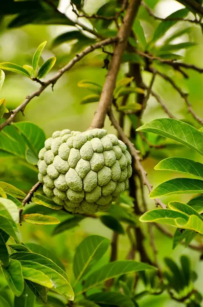 stock image custard apple tree Padhegaon Shrirampur Ahmednagar Maharashtra India Asia