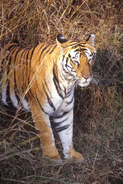 Tiger (Panthera Tigris), Bhandhavgarh Ulusal Parkı, Madhya Pradesh, Hindistan 