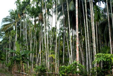 Palmiye ağaçları, Kızılderili Adaları, Andaman Nicobar Adaları