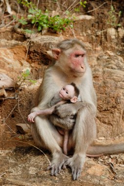 Bandipur, Karnataka, Hindistan 'daki doğal yaşam alanındaki Bonnet maymunlarının detaylı görüntüleri