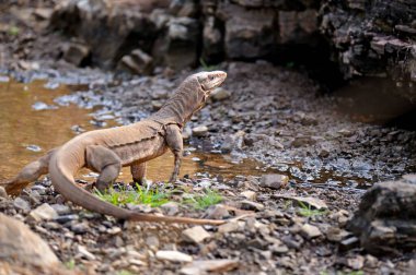 Bengal gözlemcisi Varanus Bengalensis veya Hindistan gözlemcisi kertenkele, Ranthambore Ulusal Parkı, Rajasthan, Hindistan 