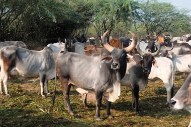 Bull and cows in farm  ; Bhuj  ; Kutch  ; Gujarat  ; India clipart