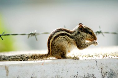 Squirrel eating (five palm Squirrel Funambulus pennanti) clipart