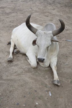 Kutch, Gujarat, Hindistan 'daki Hint inekleri. 