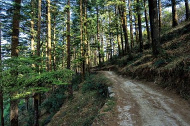 Kanatal, Uttarakhand, Hindistan ve Asya 'daki Doğa Parkında Çam ve Deodarlar