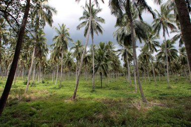 Negombo 'ya, hindistan cevizi çiftliğine, Sri Lanka' ya.