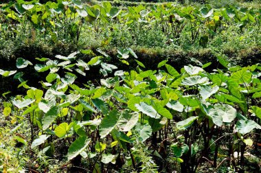 Binsar, Uttaranchal, Hindistan 'daki Arbi bitkileri