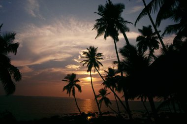 Bambolim plajındaki plam ağaçlarının gün batımı manzarası, Goa, Hindistan