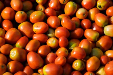 Udaipur 'da domates; Rajasthan; Hindistan