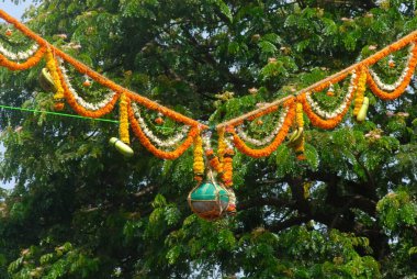 Çiçekler ve meyvelerle süslenmiş Dahi handi Dadar 'da Janmashtami gokulashtami festivalinde asılı duruyor.