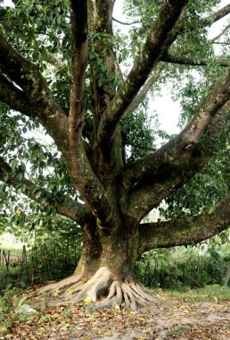 Yaşlı ağaç; Diyun; Arunachal Pradesh; Hindistan