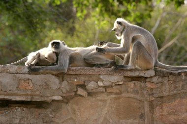 Family of monkey Langur (Presbytis entellus) , Ranthambore Wildlife Sanctuary , Rajasthan , India clipart