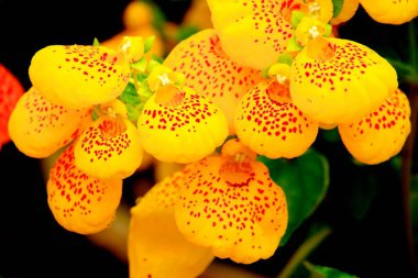 Closeup of colorful flowers, Calceolaria Herbeo clipart