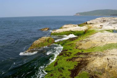Rocks full of moss and coral thrust inside water ; Arabian sea at Harihareshwar Beach ; Konkan coastal line ; District Raigad ; Maharashtra ; India clipart