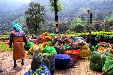 Packed tea leaves, Munnar, Idukki district, Kerala, India clipart