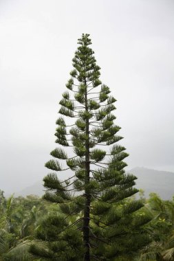 Üçgen şekilli ağaç, Hindistan.