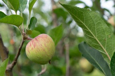 Apple fruit tree, Sitla Estate, Sheetla, Nainital, Kumaon, Uttarakhand, India, Asia clipart