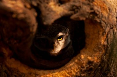 Head shot of a Spotted Owlet Athene brama roosting inside a tree hole in Ranthambhore national park, India clipart