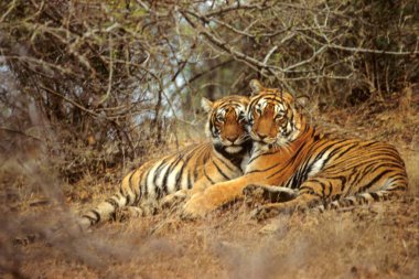 Ranthambhore Ulusal Parkı 'ndaki Tigers Ailesi, Rajasthan, Hindistan, Asya