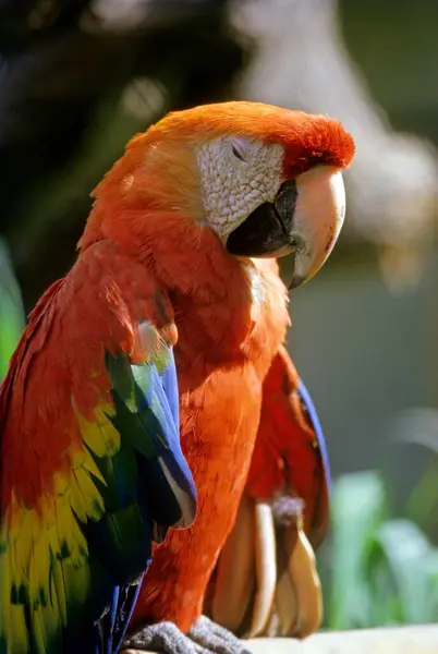 stock image parrot scarlet macaw (Ara macao) ; Antigua Guatemala ; Guatemala