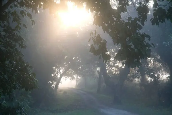 stock image Sun through trees beautiful view of morning at Kaziranga national park ; Assam ; India