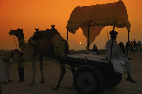 stock image Camel cart standing at sunset for Pushkar fair ; Rajasthan ; India