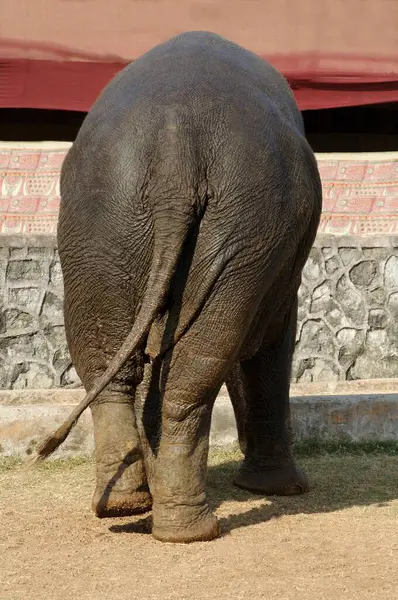 stock image Asian Elephant (Elephas maximus) from behind