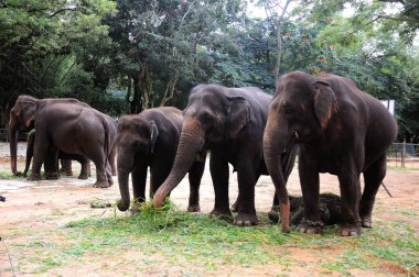 Ulusal safari parkında çim yiyen fil ailesi elephas maximums; Bangalore; Karnataka; Hindistan