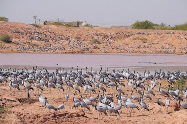 Birds, flock of demoiselle cranes grus virgo sitting near pond in desert, Khichan, Phalodi, Jodhpur, Rajasthan, India  clipart