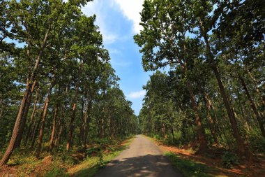 Sal ağaçları, bastar, chhattisgarh, Hindistan, Asya 