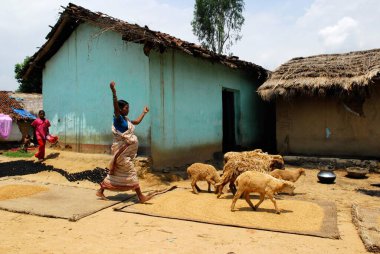 Ho kabileleri hamile kadın koyun, Chakradharpur, Jharkhand, Hindistan  