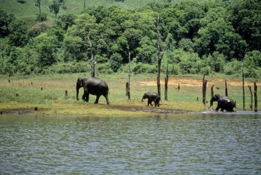 Elephant family (Elephas maximums) ; periyar ; kerala ; india clipart