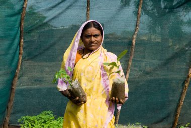 Fidanı tutan kadın, arka bahçe çiftliği, Marathwada, Maharashtra, Hindistan 