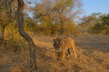 Bengal Kaplanı, Ranthambore Ulusal Parkı, Rajasthan, Hindistan, Asya