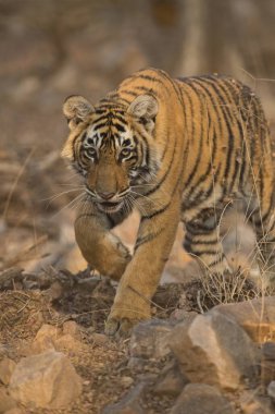 Ranthambhore Ulusal Parkı, Rajasthan, Hindistan, Asya 'da kaplan