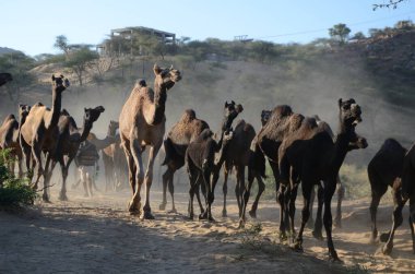 Bajuka deve sürüsü eve dönüyor, itiş gücü, itiş gücü, Rajasthan, Hindistan, Asya