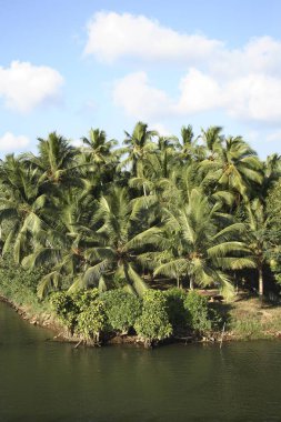 Hindistan cevizi ağaçları ve durgun sular; Tiruvallam yakınlarındaki nehir; Thiruvananthapuram bölgesi; Kerala; Hindistan;