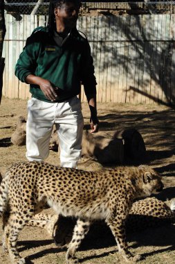 man and Leopard in zoo. south africa clipart