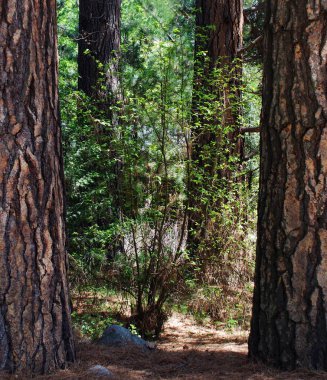 Ağaçlar, Dünya Mirası Bölgesi 1984, Yosemite Ulusal Parkı, Kaliforniya, ABD 