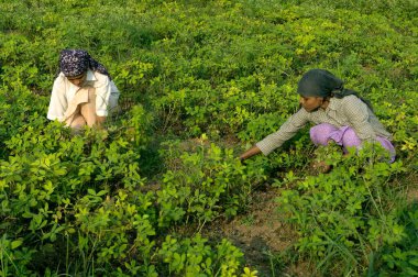 Hindistan, Maharashtra, Pune yakınlarındaki Ralegan Siddhi 'de yer fıstığı hasadı. 