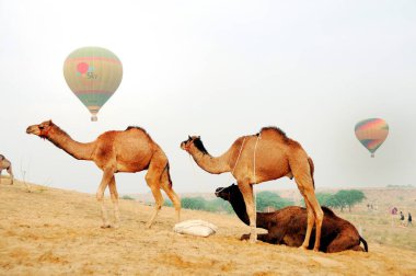 Rajasthan, Hindistan 'daki Rajasthan fuarında develer 