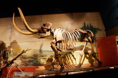 Mastodon 'un iskeleti 350 ila 10 bin yıl önce.