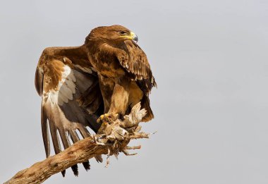 Steppe Eagle Bikaner Rajasthan Hindistan Asya