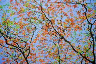 Gulmohar Tree with sky on background clipart