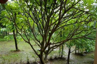 Yaz bahçesinde ağaçlar, Hindistan 