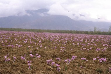 Çiçek açan safran alanı, jammu & kaşmir, Hindistan